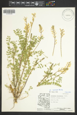 Astragalus lentiginosus var. maricopae image