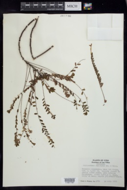 Image of Phyllanthus dimorphus