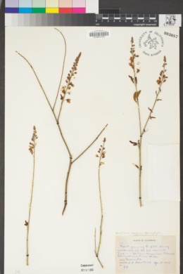 Hoffmannseggia microphylla image