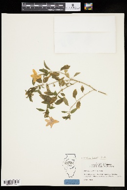 Browallia speciosa image