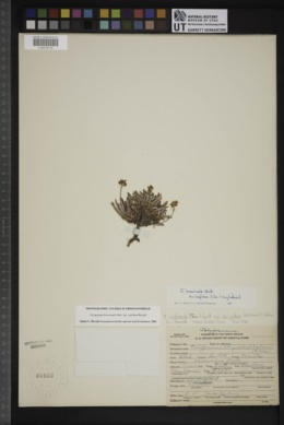 Eriogonum brevicaule var. caelitum image