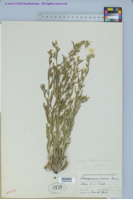 Lithospermum parksii image