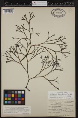 Feldmannia hemisphaerica image