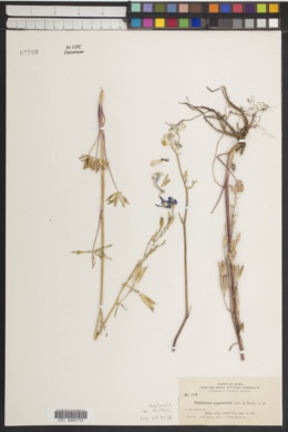 Delphinium megacarpum image