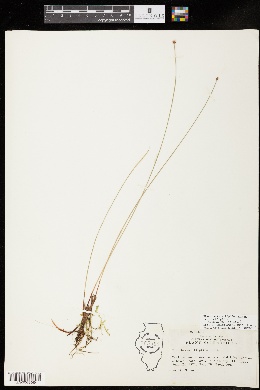 Eleocharis elliptica var. elliptica image