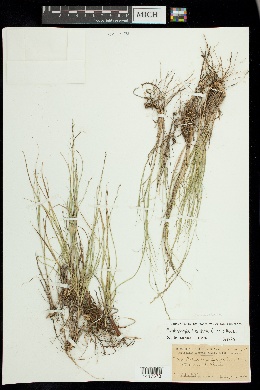 Muhlenbergia cuspidata image