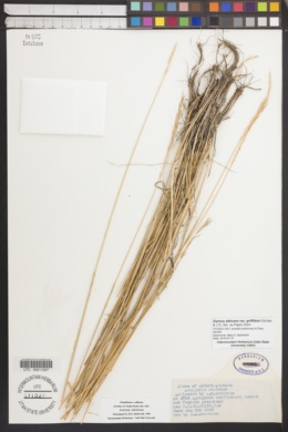 Elymus albicans var. griffithsii image
