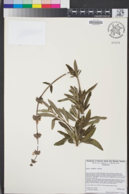Image of Salvia mellifera