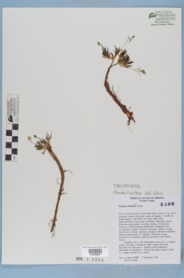 Phemeranthus validulus image