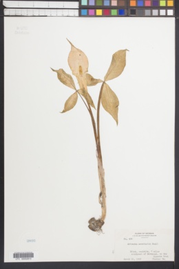 Arisaema acuminatum image