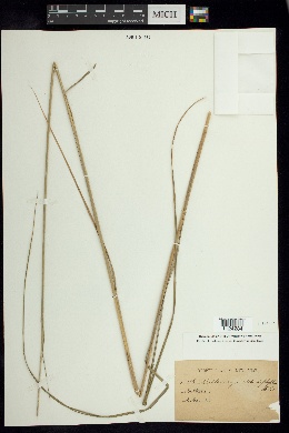 Muhlenbergia distichophylla image