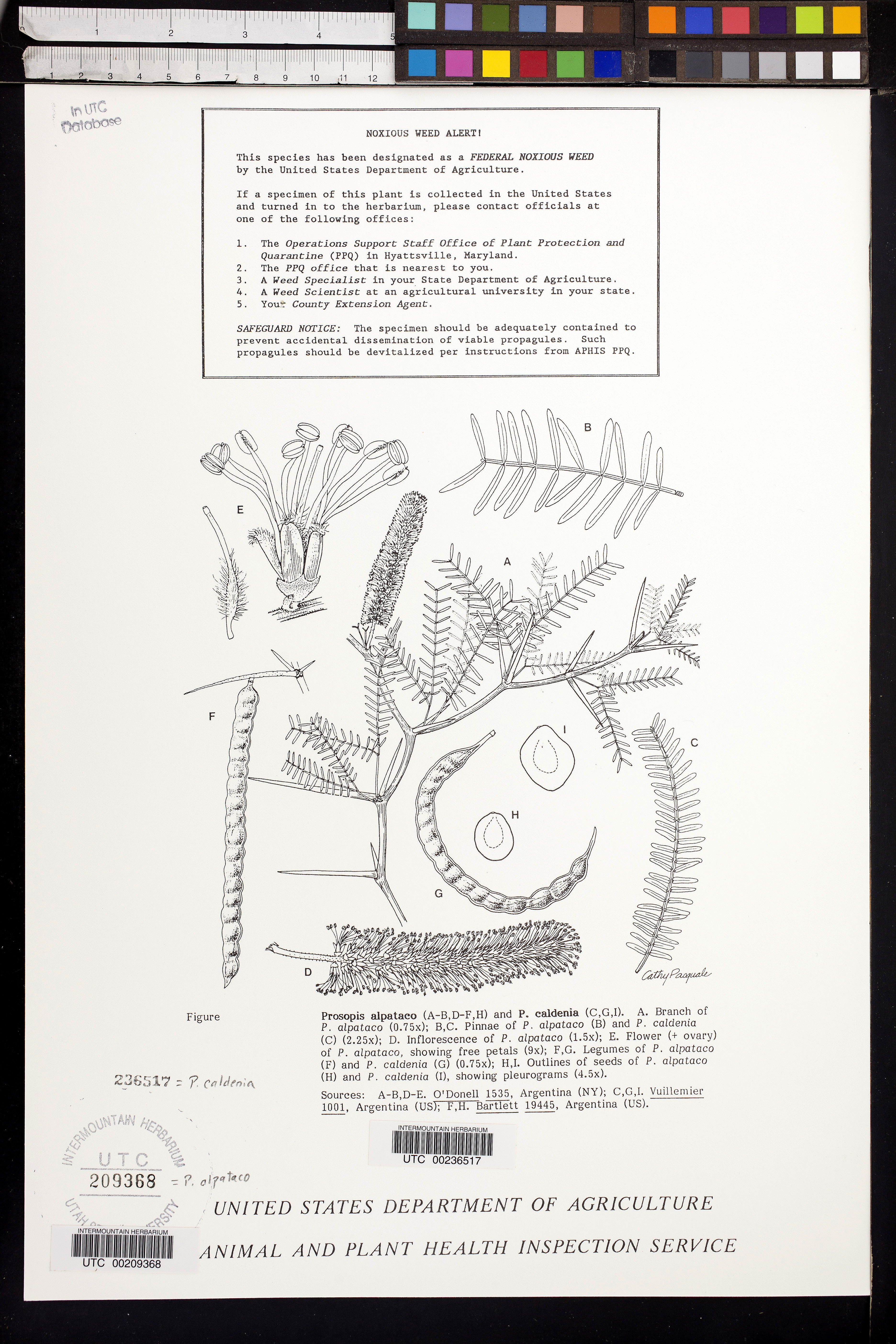 Image of Prosopis caldenia