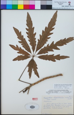 Schefflera elegantissima image
