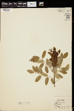Image of Amorpha fragrans