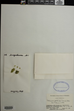 Tetraspora gelatinosa image