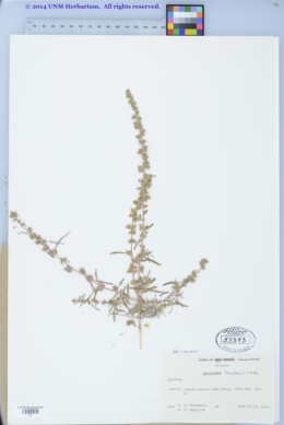 Image of Amaranthus venulosus