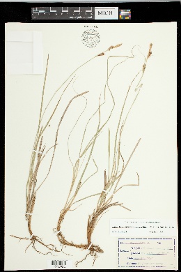 Carex heterostachya image
