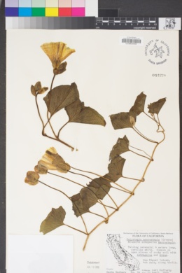 Calystegia macrostegia subsp. macrostegia image