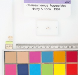 Campsicnemus hygrophilus image