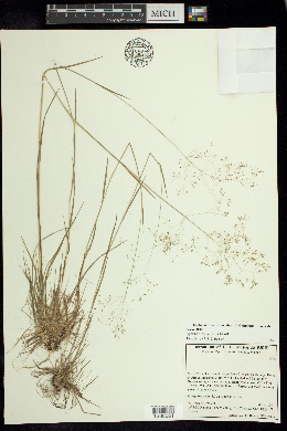Image of Agrostis rosei