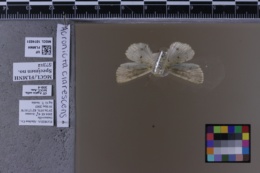Acronicta clarescens image