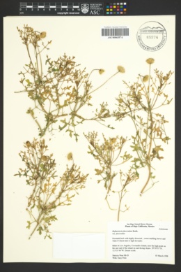 Hofmeisteria fasciculata var. fasciculata image