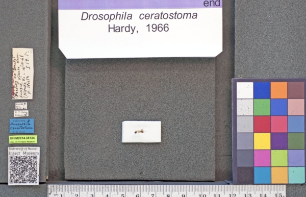 Drosophila ceratostoma image