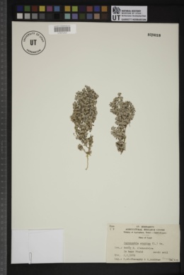 Paronychia arabica image