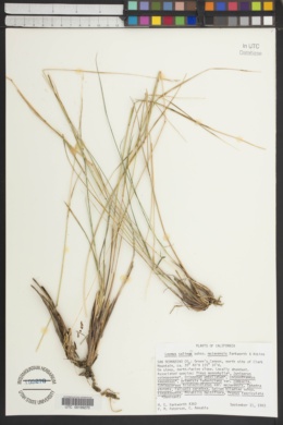 Leymus salina subsp. mojavensis image