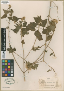 Image of Brickellia cordifolia