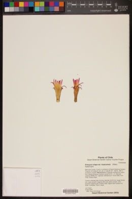 Eriosyce crispa var. huascensis image