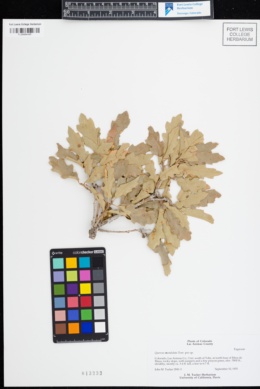 Quercus x undulata image