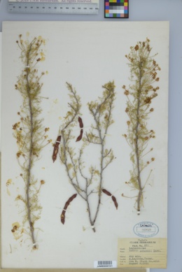Image of Acacia schottii