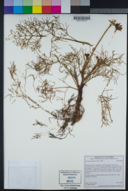 Leptosyne gigantea image