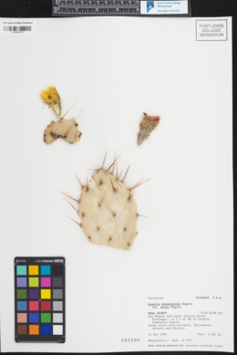 Image of Opuntia gilvescens