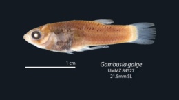 Image of Gambusia gaigei