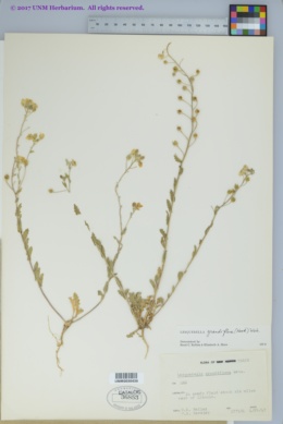 Image of Paysonia grandiflora