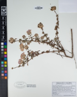 Monardella undulata subsp. arguelloensis image