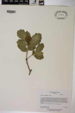 Quercus greggii image