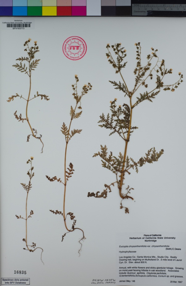 Eucrypta chrysanthemifolia var. chrysanthemifolia image