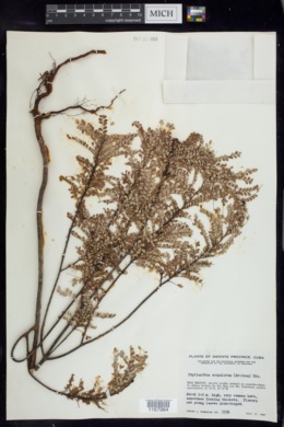Phyllanthus scopulorum image