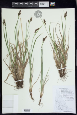 Carex atratiformis subsp. raymondii image