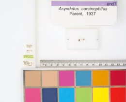 Image of Asyndetus carcinophilus