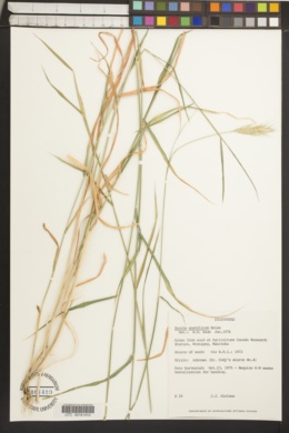 Secale strictum subsp. strictum image