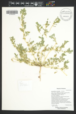 Image of Amaranthus crassipes