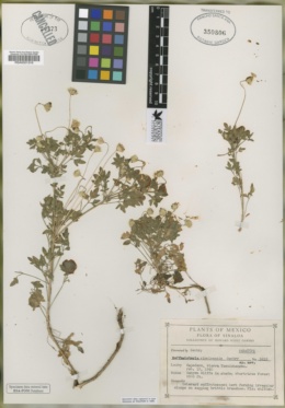 Hofmeisteria sinaloensis image