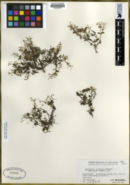 Image of Vandellia multiflora