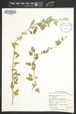 Sphaeralcea fendleri var. fendleri image