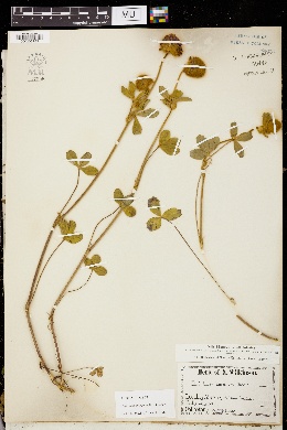 Image of Trifolium amoenum