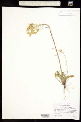 Senecio dimorphophyllus image